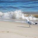 sea gull source image